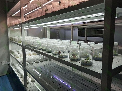 呼兰植物组织培养实验室设计建设方案
